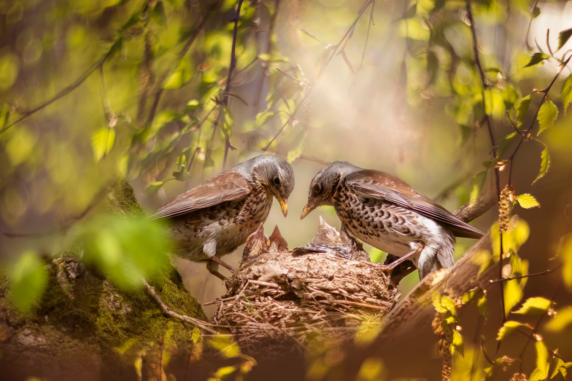 parents of the blackbird bird feed their chicks in the nest among the green foliage in the spring